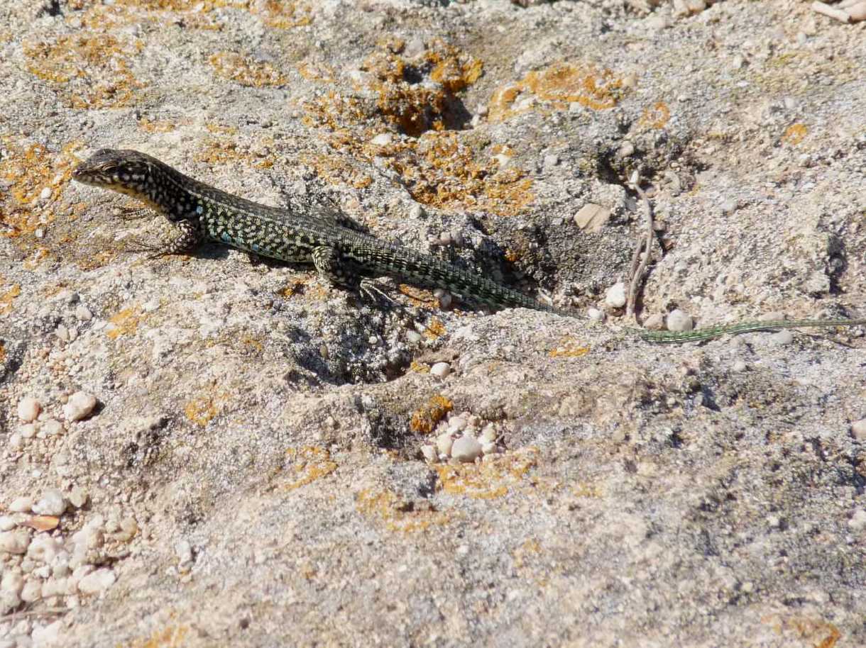 Lucertole a Capo Testa (Podarcis tiliguerta)